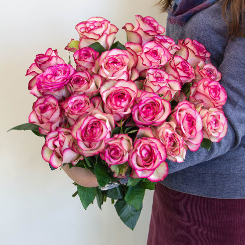 19 Элитных роз сорта Carrousel (Эквадор)