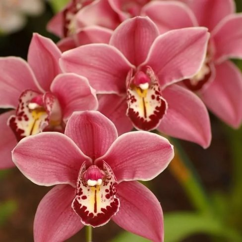 Об орхидеях