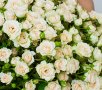 25 кустовых кремовых роз