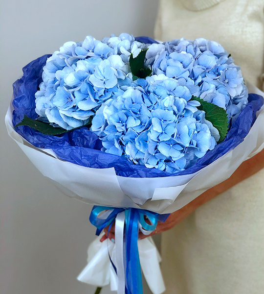 Гортензии голубые букет цветы bloom