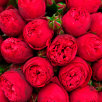 25 пионовидных роз (красные)