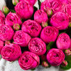 25 пионовидных роз (цикламен)